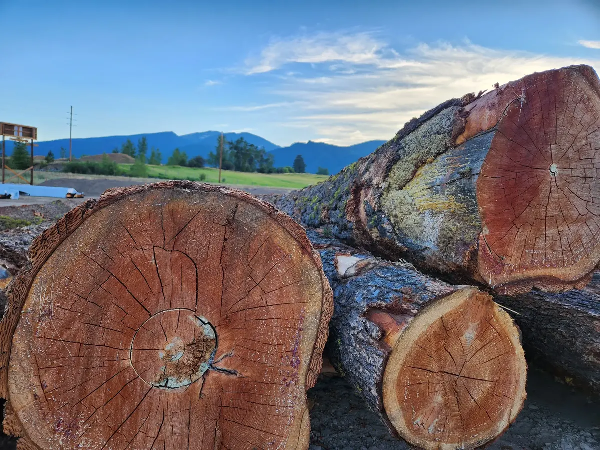Log ends showing color, grain and natural character